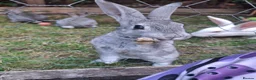 Rex rabbits for sale: Stunning chinchilla rex standard babies - Advert 2
