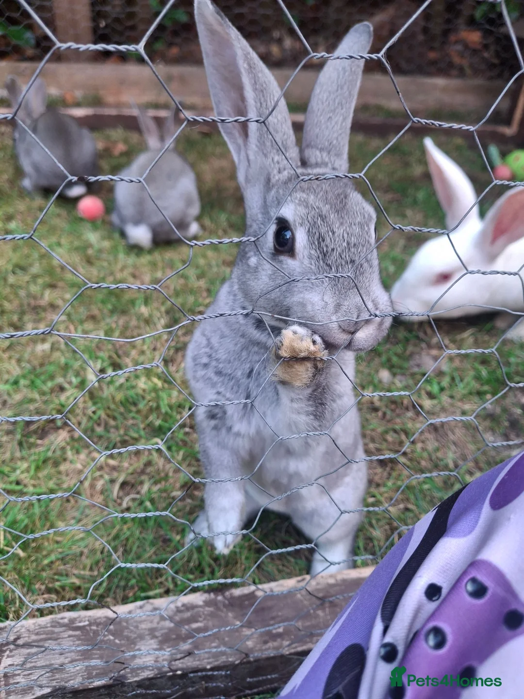 Rex rabbits for sale: Stunning chinchilla rex standard babies - Advert 2