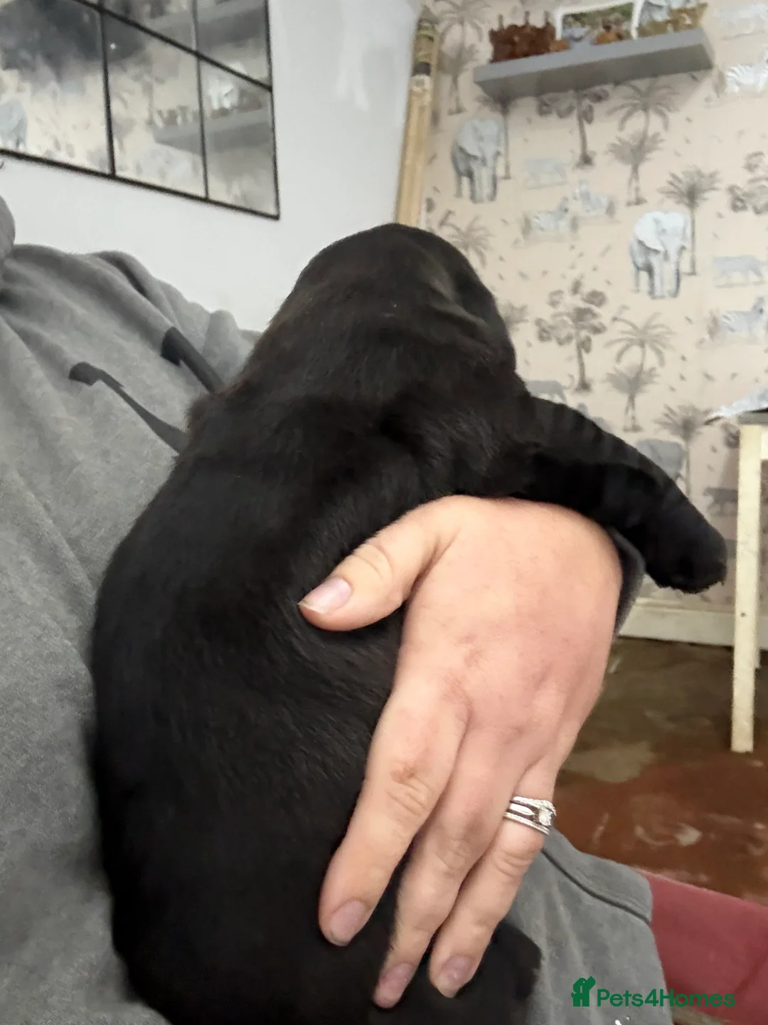 Mixed Breed dogs for sale: Chunky boys - Advert 3