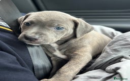 Mixed Breed dogs for sale: Staff x cane corso merle and grey pups for sale  - Image 11