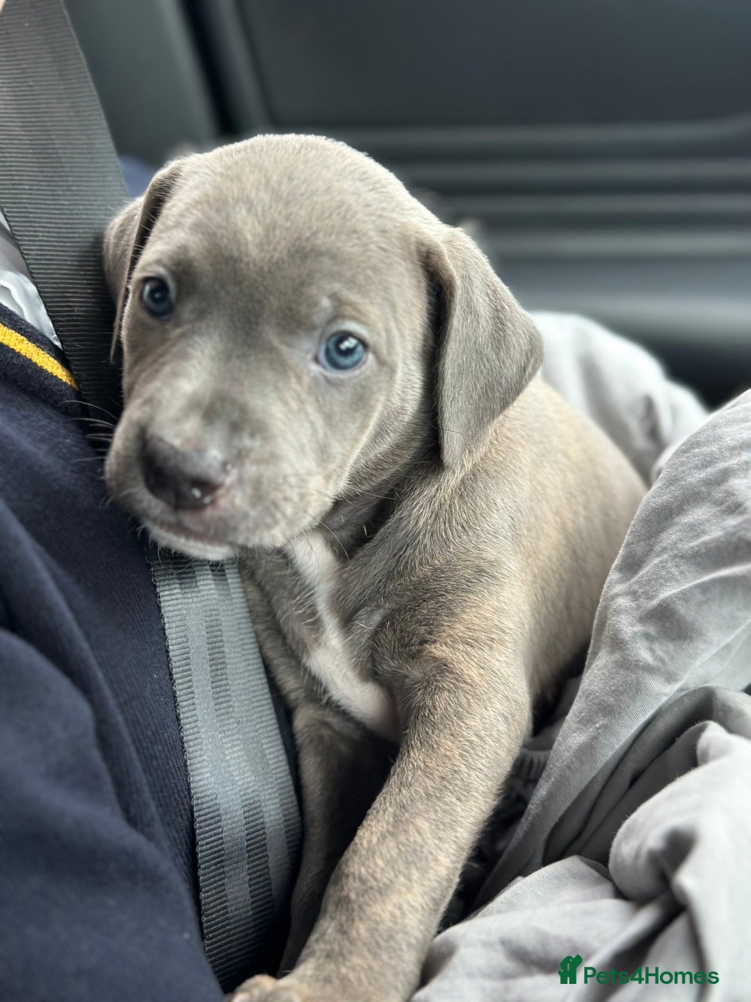 Mixed Breed dogs for sale: Staff x cane corso merle and grey pups for sale  - Image 11