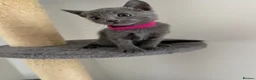 Russian Blue cats for sale: 🩵GCCF Registered Russian Blue kittens 🩵 - Advert 4
