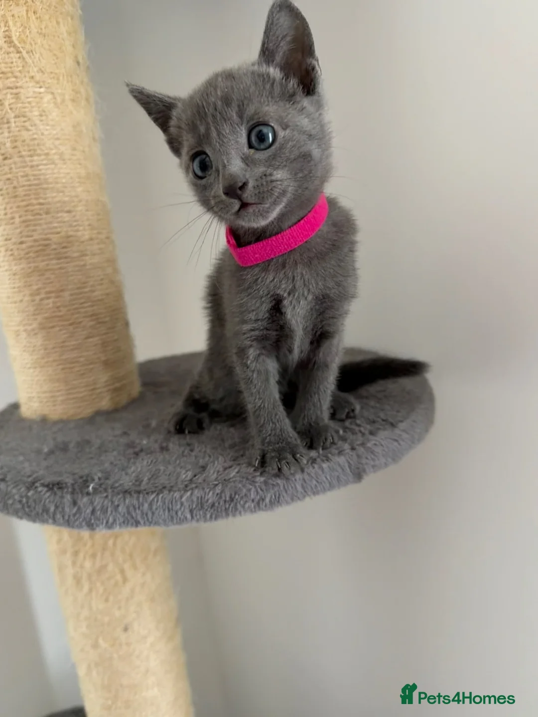 Russian Blue cats for sale: 🩵GCCF Registered Russian Blue kittens 🩵 - Advert 4
