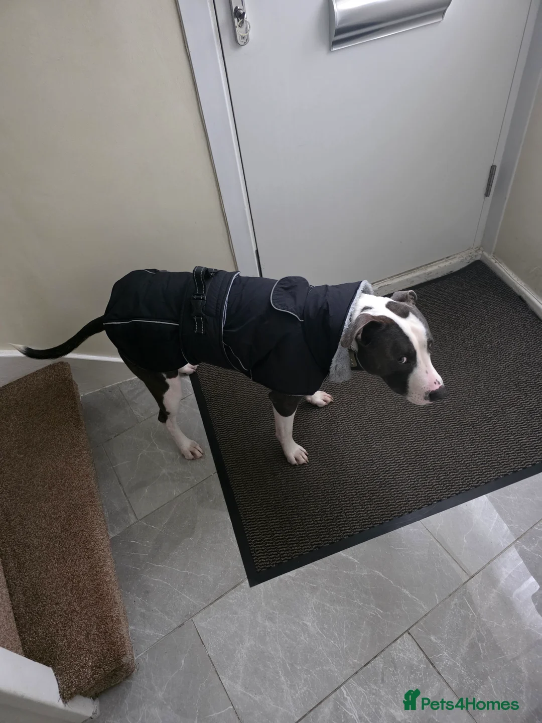 Mixed Breed dogs for sale: 2 year old Staffy x Pit Rocky. Needs loving home. - Advert 3