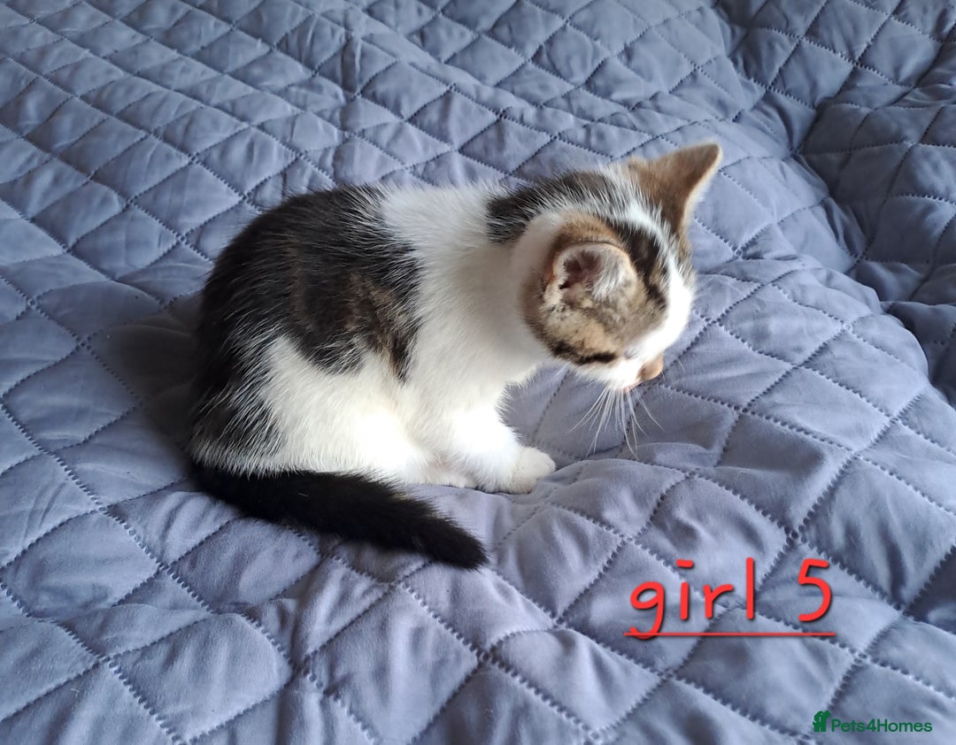 Domestic Shorthair cats for sale: 3 gorgeous kittens for sale - Advert 31