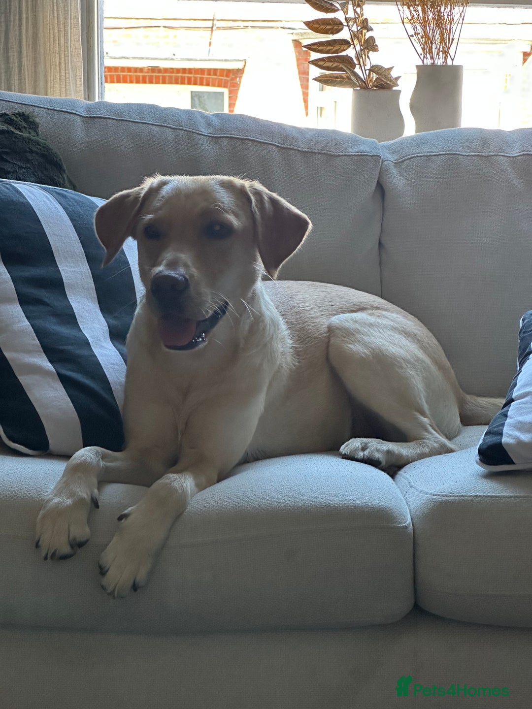 Mixed Breed dogs for sale: Dachsador  - Advert 3