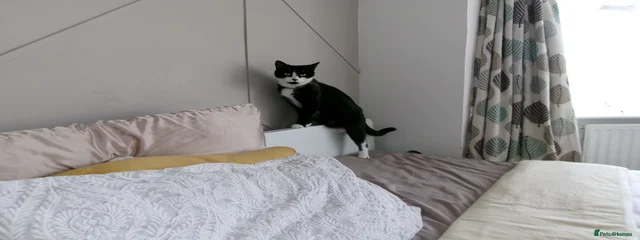 Oreo