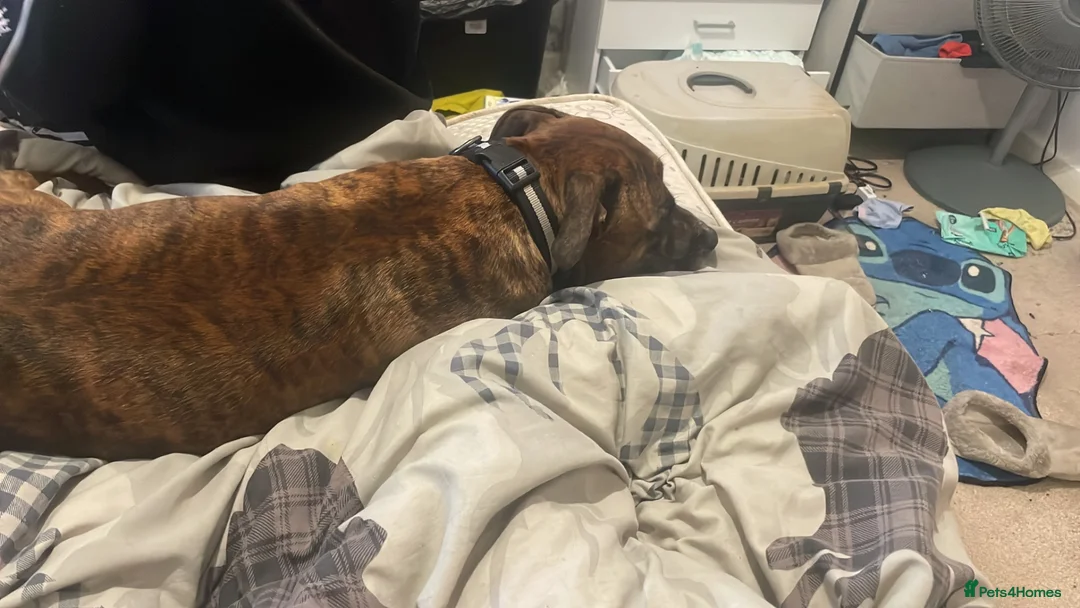 Mixed Breed dogs for sale: Max&Milo - Advert 2