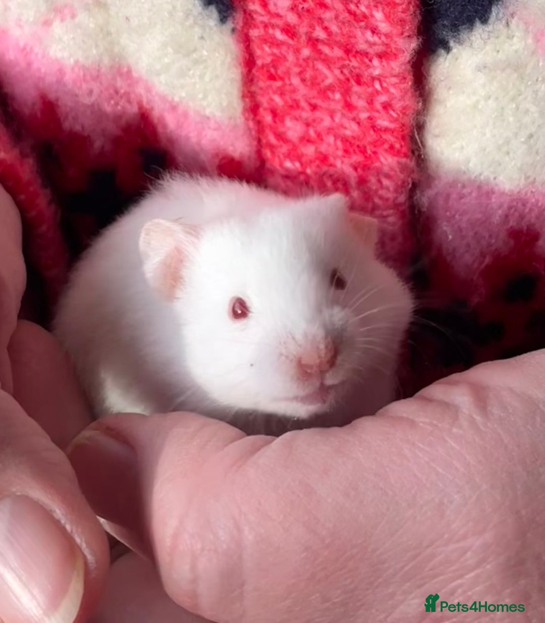 Hamster rodents for sale: Baby female Syrian hamsters from show stock  - Advert 9