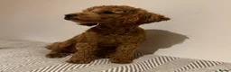 Cavapoo dogs for stud: Cavapoo for stud, parents kc, F1b - Advert 5