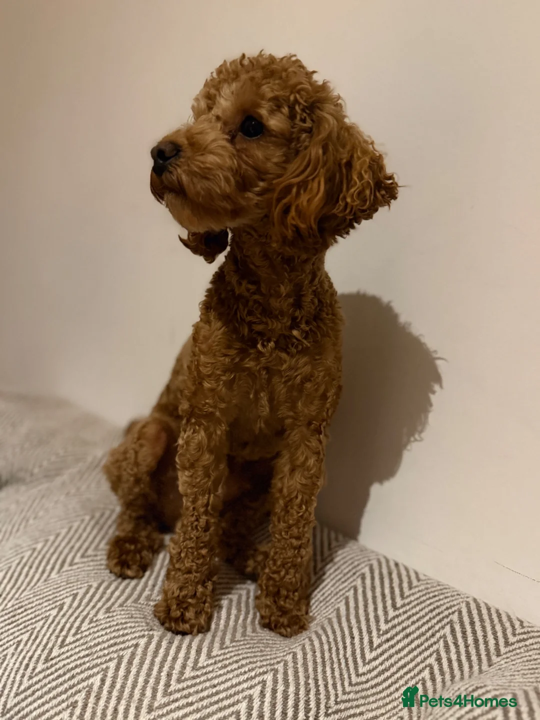 Cavapoo dogs for stud: Cavapoo for stud, parents kc, F1b - Advert 5