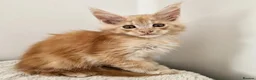 Maine Coon cats for sale: Stunning Maine Coon kittens  - Advert 9