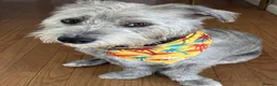 Mixed Breed dogs for adoption: ***FERN RESCUE*5 YO TERRIER FOR ADOPTION*** in Glasgow - Advert 1
