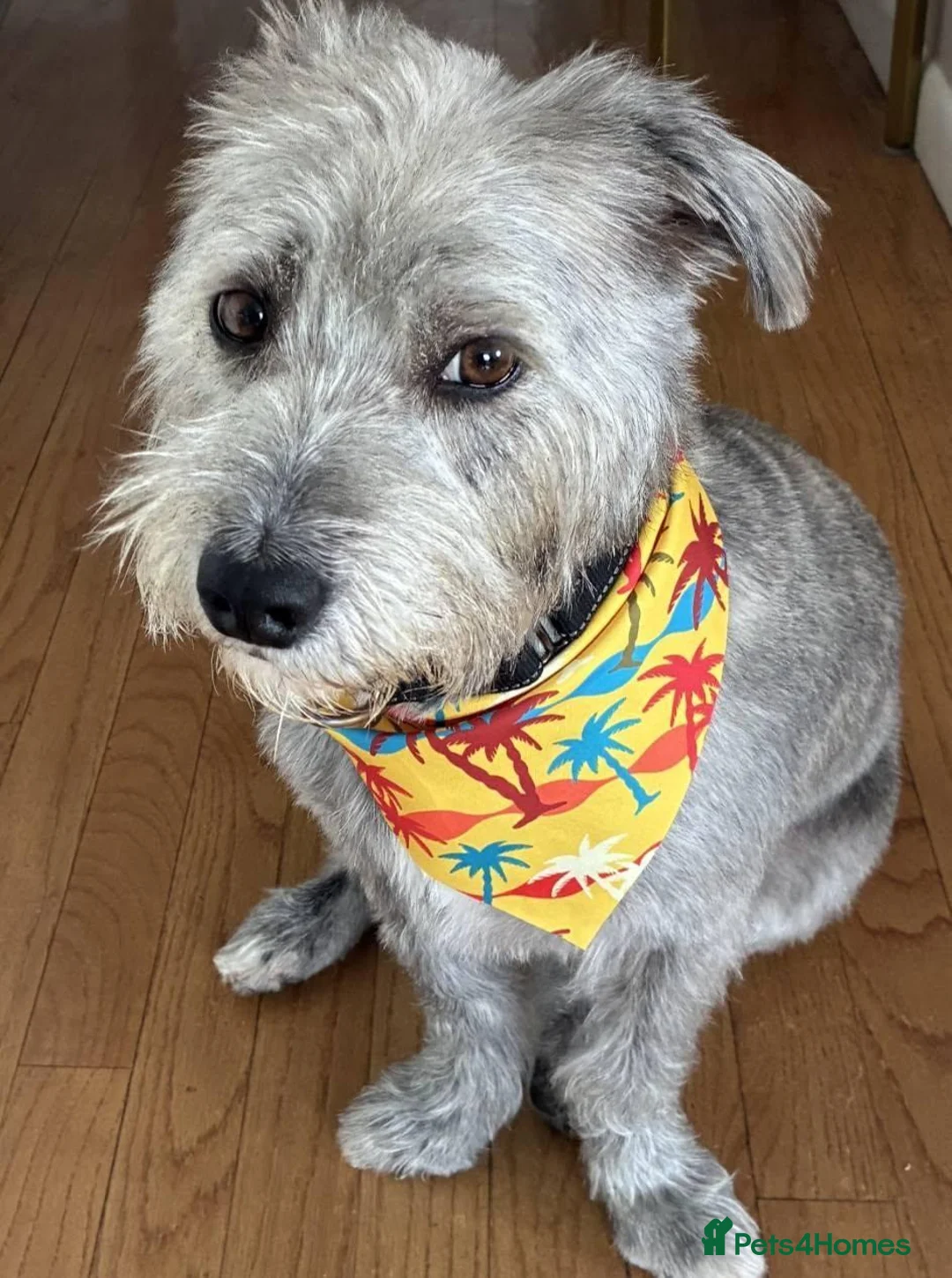 Mixed Breed dogs for adoption: ***FERN RESCUE*5 YO TERRIER FOR ADOPTION*** in Glasgow - Advert 1