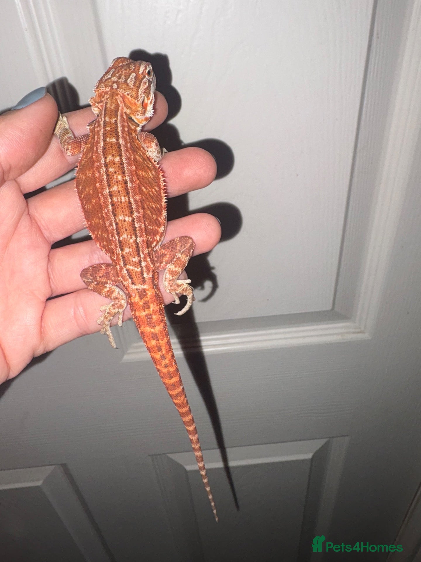 Bearded Dragon reptiles for sale: Very friendly dragons - Advert 1