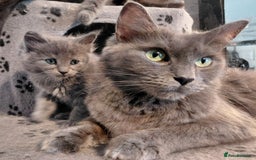 Maine Coon cats for sale: Stunnig Maine coon kittens  - Image 18