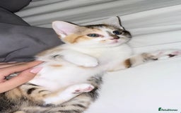 Scottish Fold cats for sale: Cat for sale ,8month - Image 1
