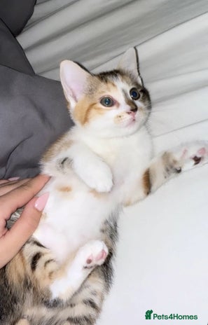 Scottish Fold cats - Advert 1