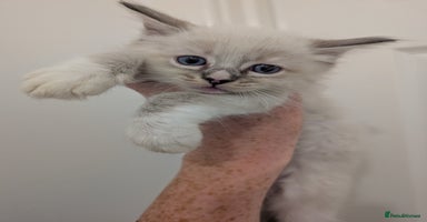 Ragdoll cats - Advert 10