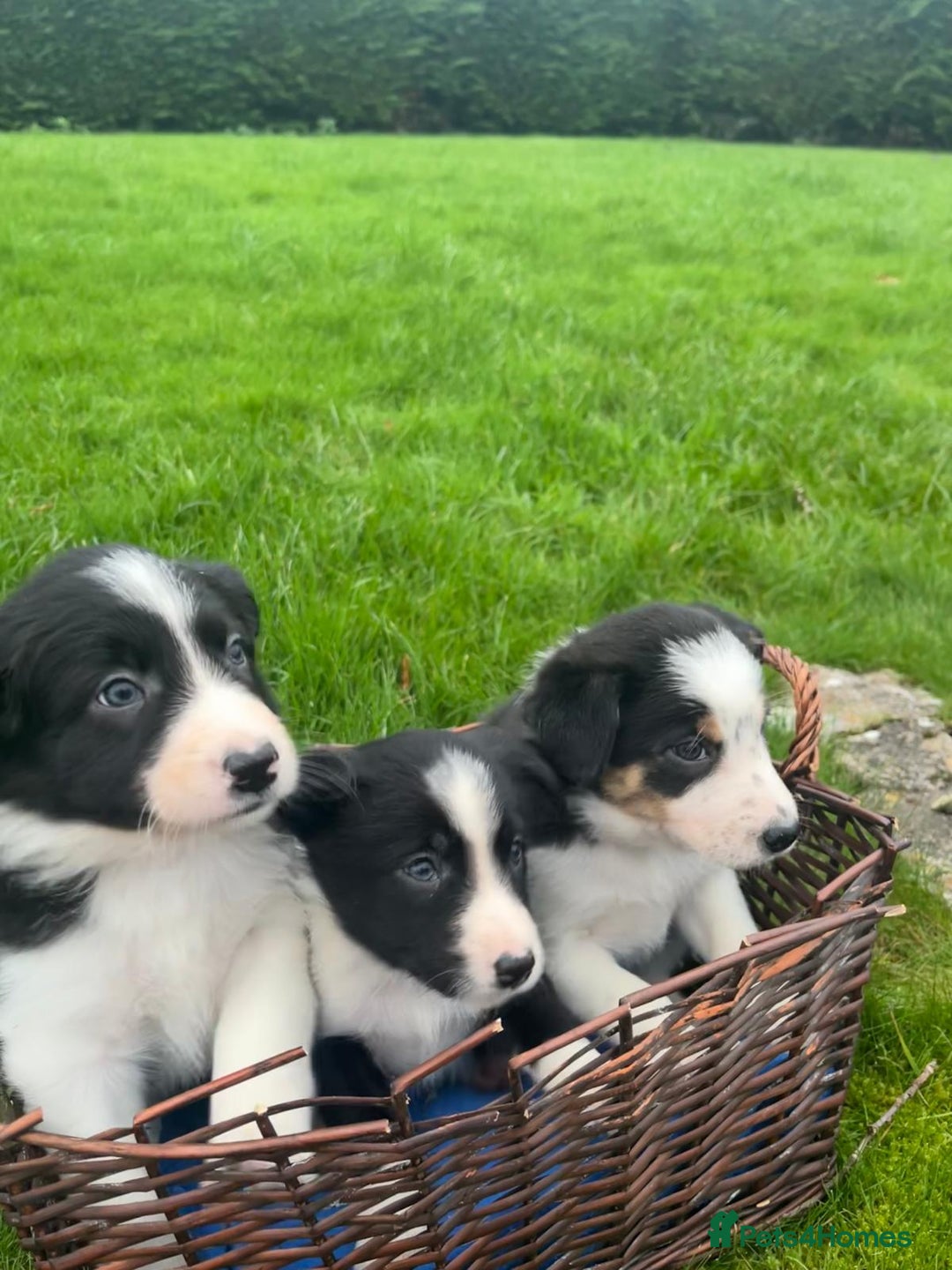 Border Collie dogs for sale: Adorable ISDS Border Collie Puppies - Advert 3