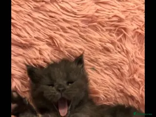 Ragcoon cats Beautiful Ragcoons - Advert 7