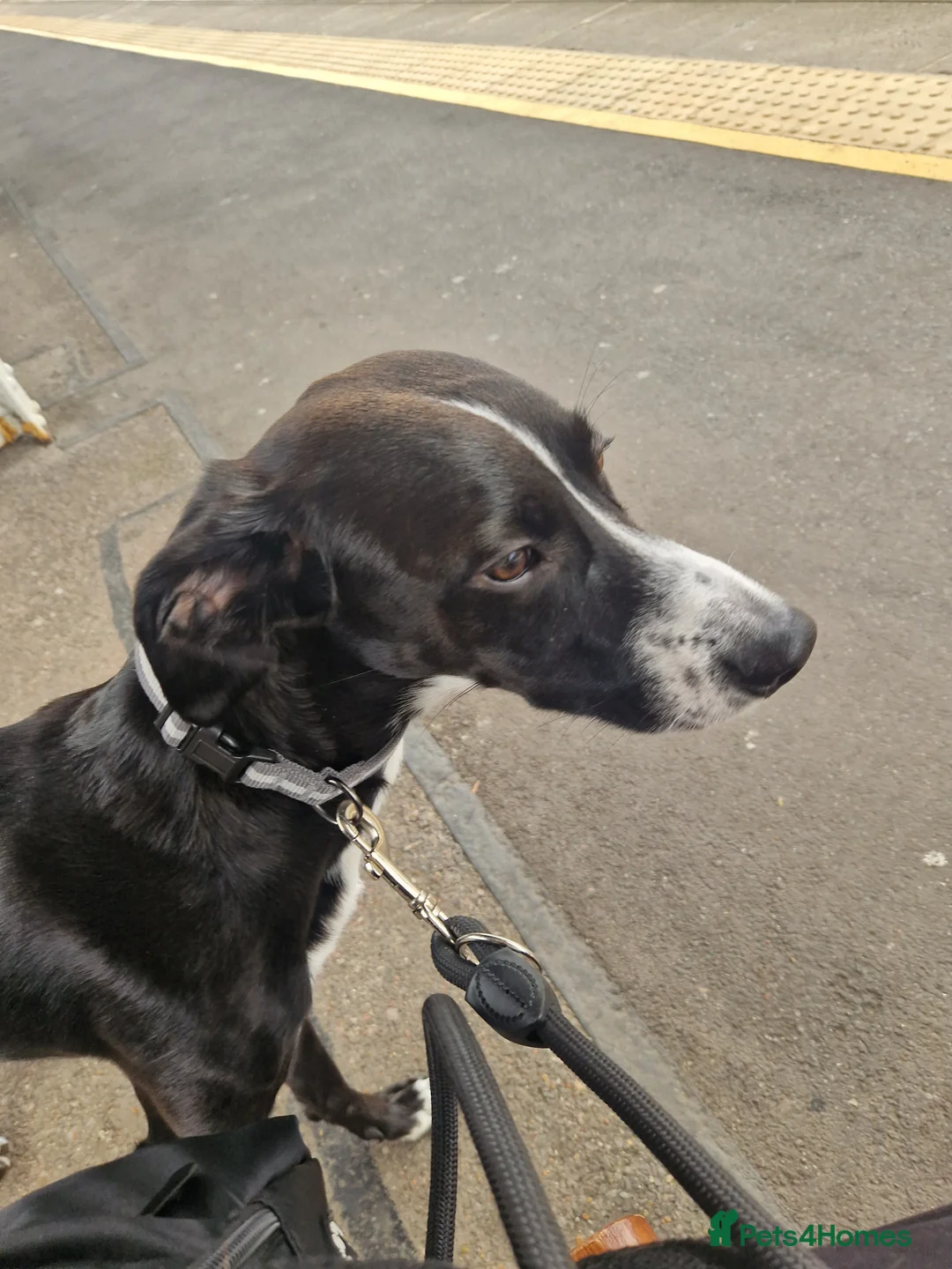 Mixed Breed dogs for sale: Whippet Lurcher in Bury Saint Edmunds - Advert 3