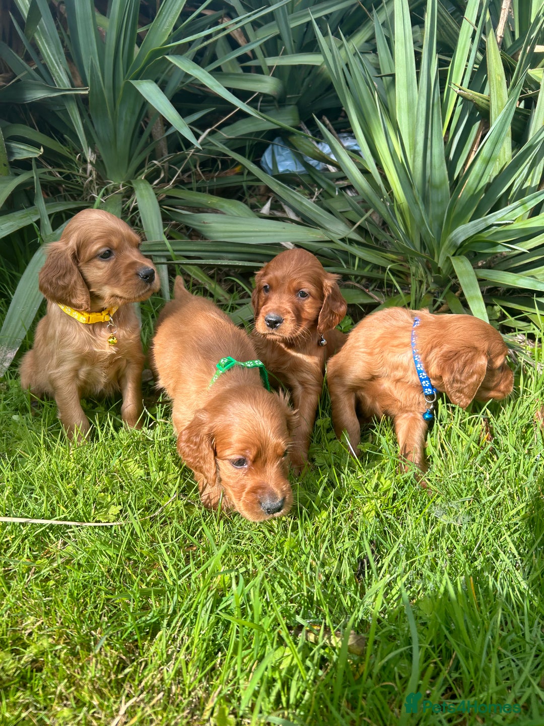 Mixed Breed dogs for sale: Beautiful litter of Golden Irish Puppies  - Image 11