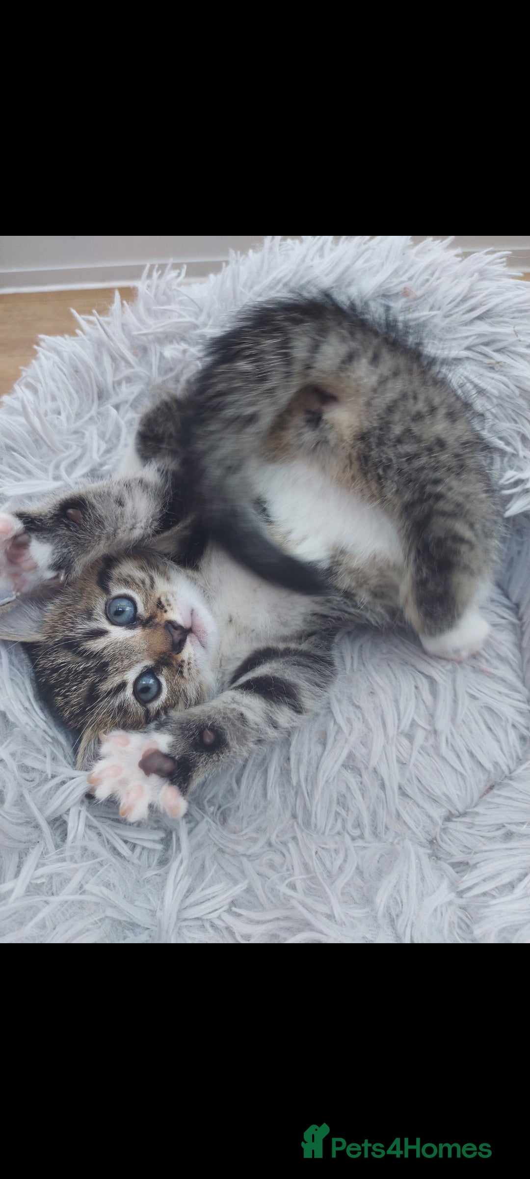 Mixed Breed cats for sale: Beautiful kittens 🥰 - Advert 19