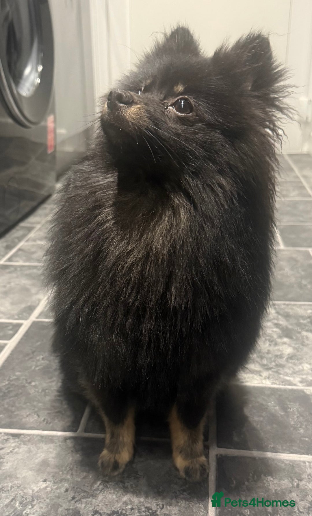 Pomeranian dogs for sale:  Pomeranian girl - Advert 4