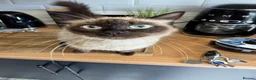 Ragdoll cats for sale: Rag doll cross Bengal kittens  - Advert 7