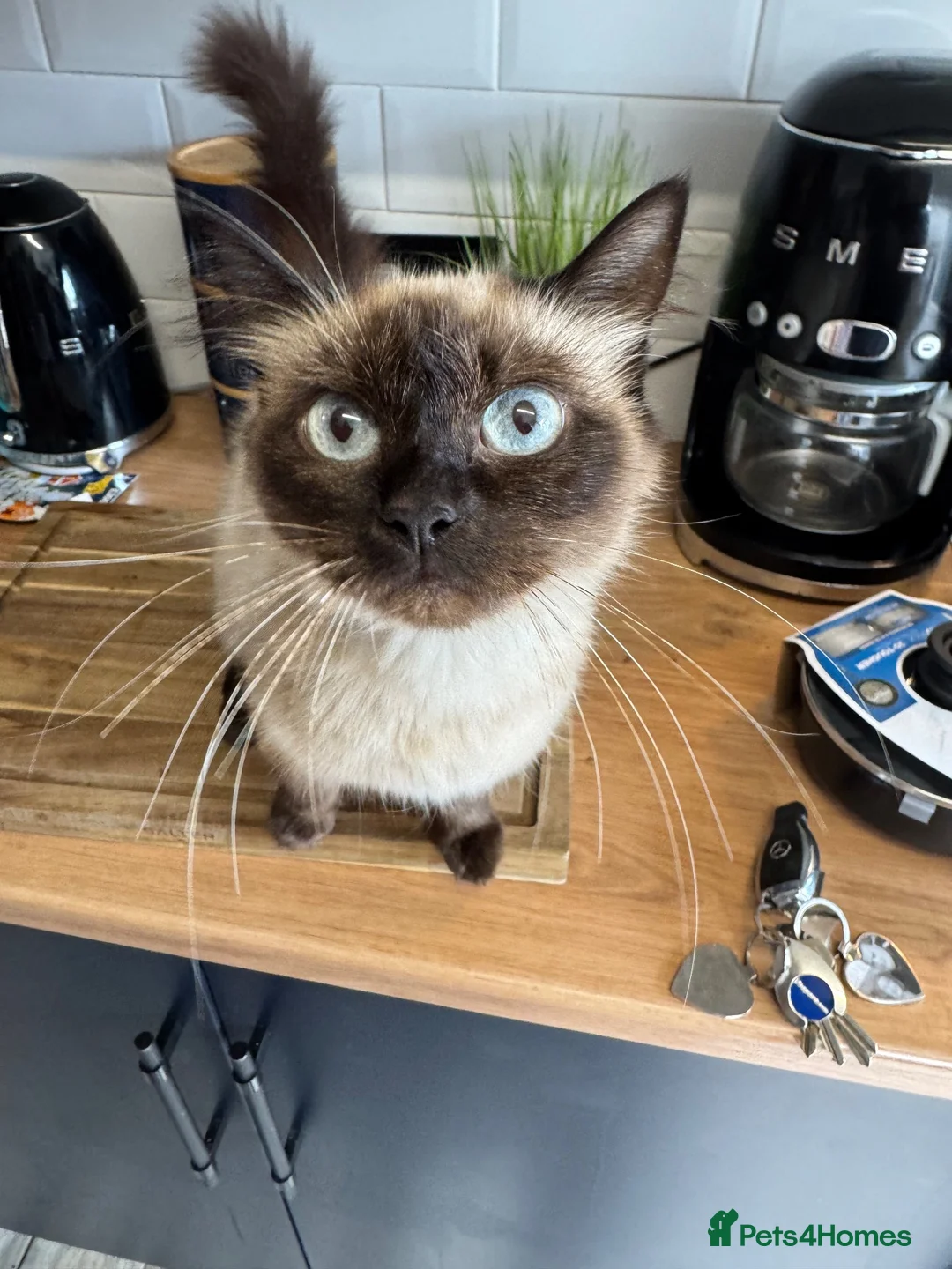 Ragdoll cats for sale: Rag doll cross Bengal kittens  - Advert 7