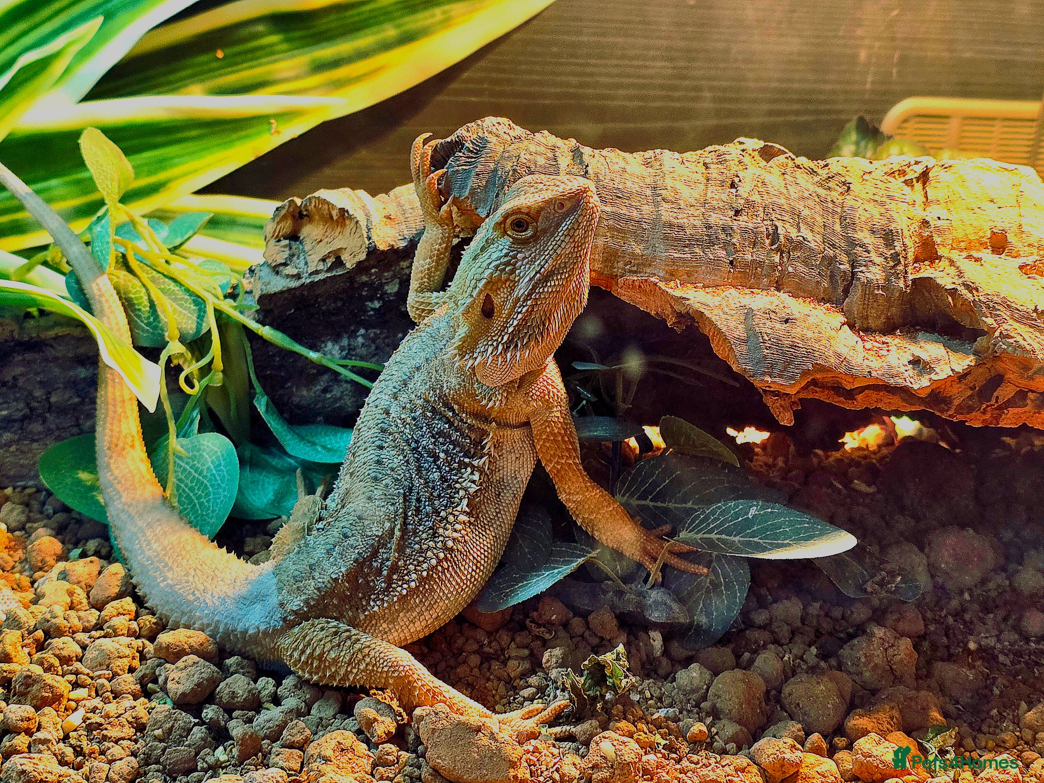 Dragon reptiles for sale: Bearded dragon full setup  - Advert 1