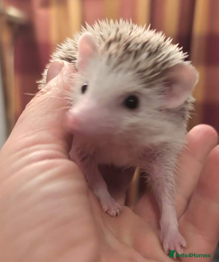 Pygmy Hedgehog rodents Happy babies  - Advert 13