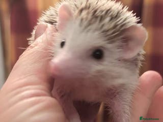 Pygmy Hedgehog rodents Happy babies - Advert 13