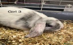 Mini Lop rabbits for sale: Mini lop bunnies  - Image 4