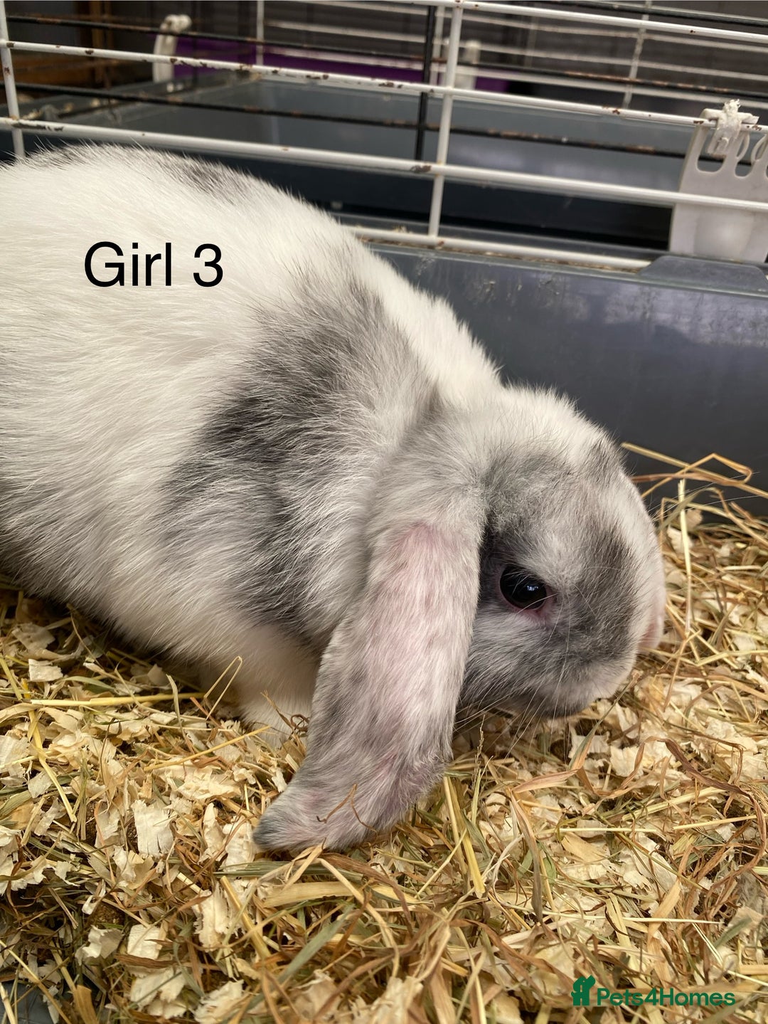 Mini Lop rabbits for sale: Mini lop bunnies  - Image 4