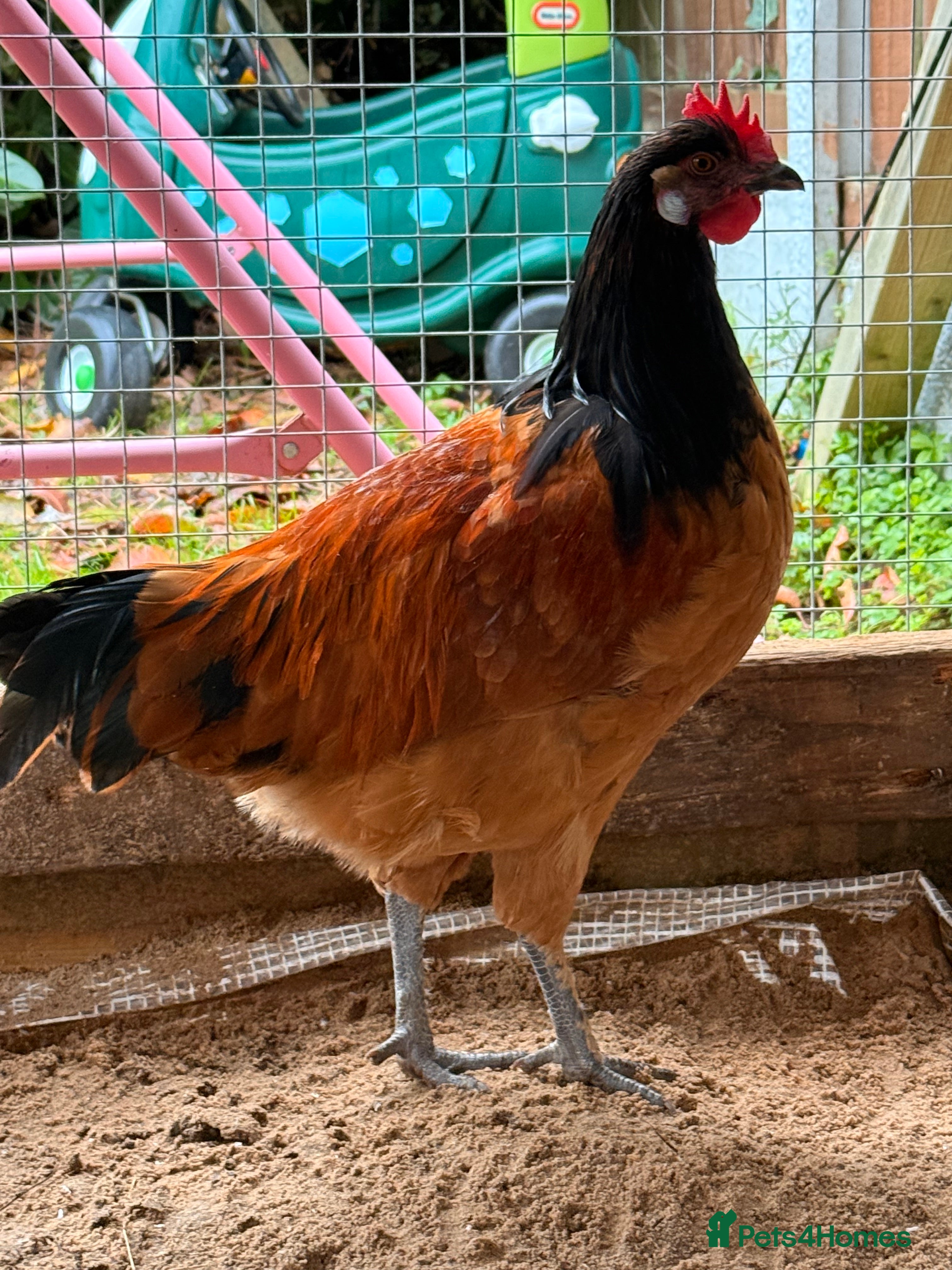 Chickens poultry Vorwerk Cockerals - Advert 14