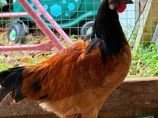 Chickens poultry for sale: Vorwerk Cockerals - Advert 1