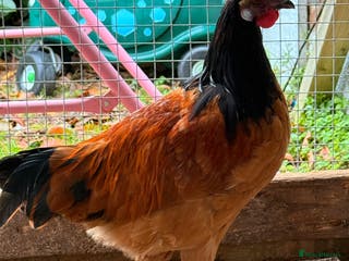 Chickens poultry Vorwerk Cockerals - Advert 17