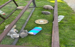 Mini Lop rabbits for sale: Gorgeous mini lops  - Image 2