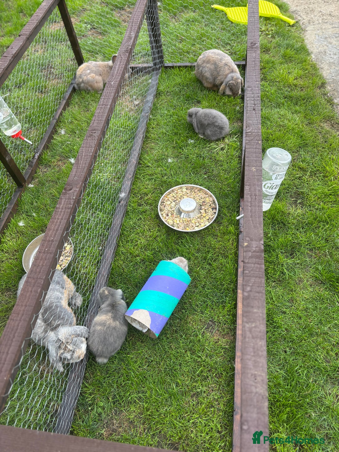 Mini Lop rabbits for sale: Gorgeous mini lops  - Image 2
