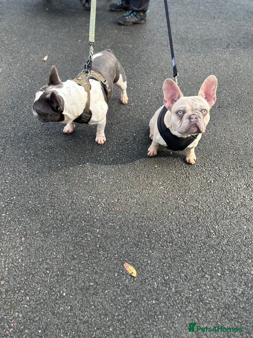 French Bulldog dogs for sale: Platinum mearl French bulldog in Torquay - Advert 3