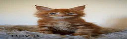 Maine Coon cats for sale: SHOW QUALITY GCCF MAINE COON KITTENS - Advert 3
