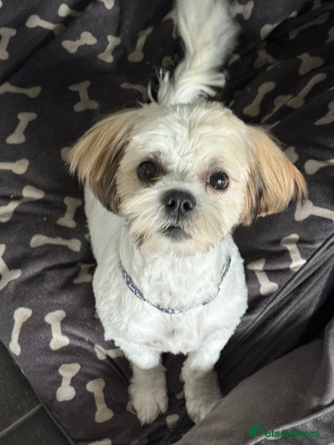 Mixed Breed dogs for sale: Female Shi Tzu x Bichon - Image 1