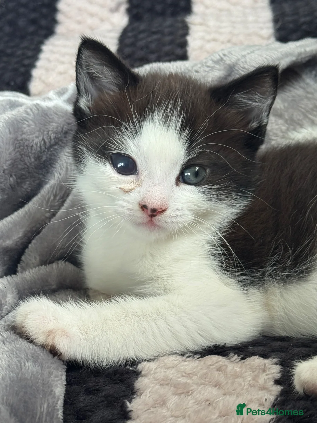 Mixed Breed cats for sale: Half tuxedo and half rag doll kitten  in Rochester - Advert 4
