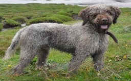 Lagotto Romagnolo dogs for sale: READY TO LEAVE, LAST ONE Puppies Italian Water dog in Preston - Image 13