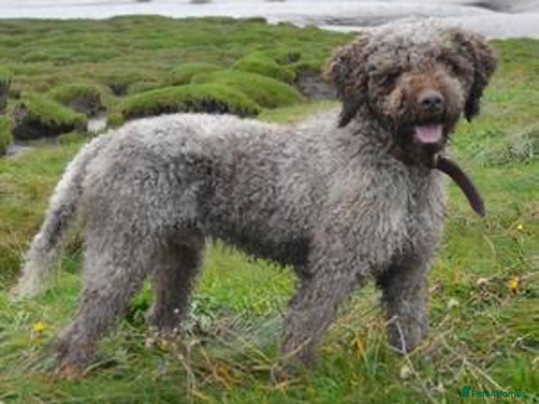 Lagotto Romagnolo dogs for sale: READY TO LEAVE, LAST ONE Puppies Italian Water dog in Preston - Image 13