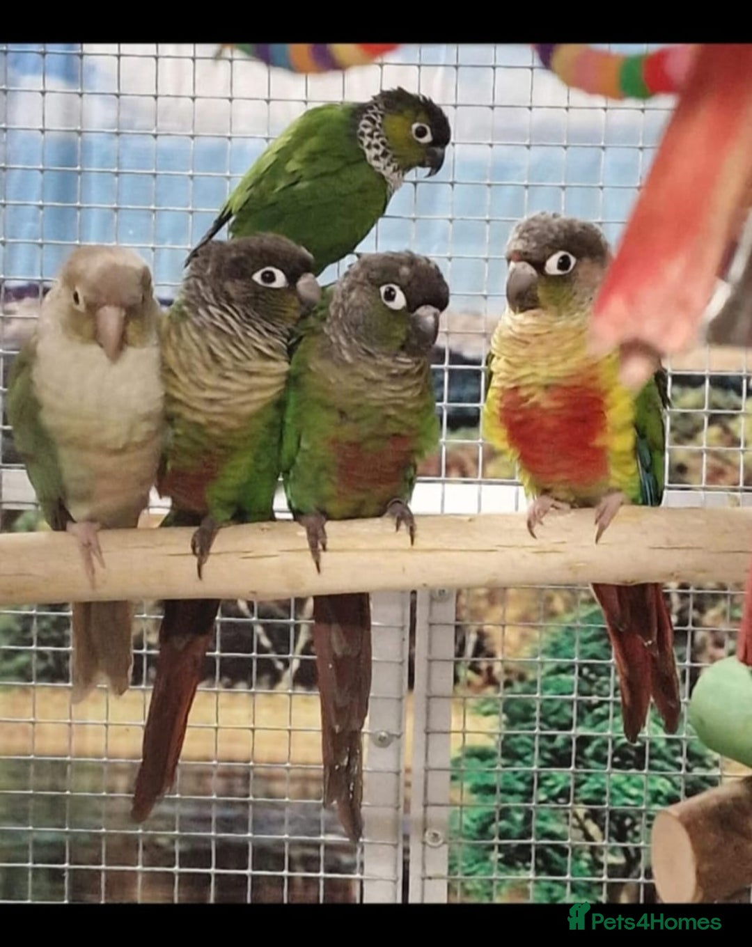 Parrots birds for sale: Parrots/ Parakeets Available  - Advert 23