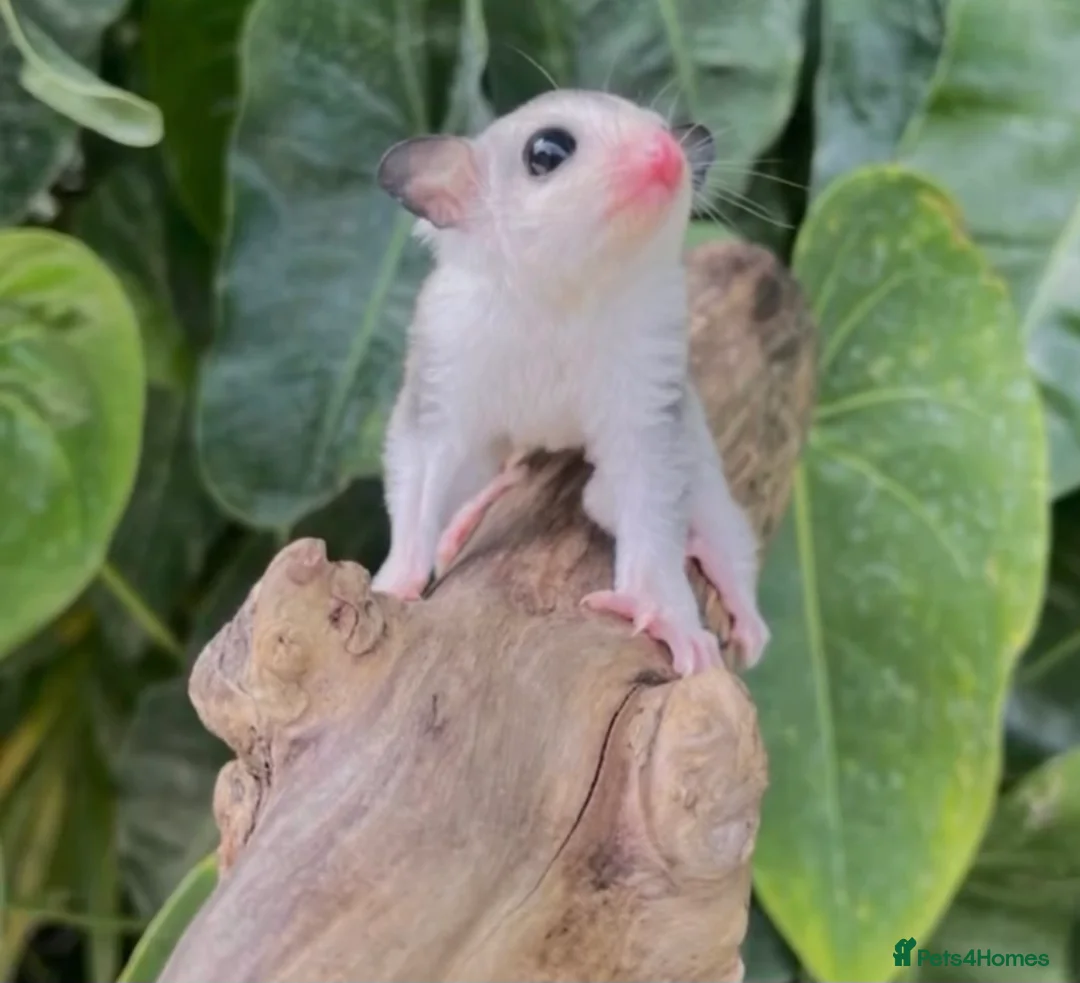 Sugar Glider rodents for sale: 🎀 Beautiful Female Sugar Glider 🎀 - Advert 2
