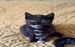 British Shorthair cats for sale: Pure British Shorthair Girls Ready Now! - Image 22